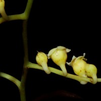 Hopea brevipetiolaris (Thwaites ex Trimen) P.S.Ashton